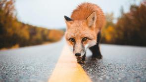 Young driver who flipped his car after swerving to avoid a fox was over the limit