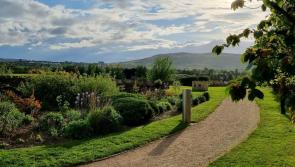 Green light for Carndonagh Rewetting project
