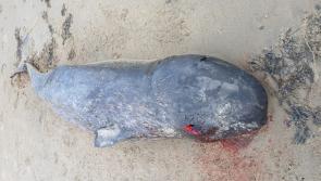 Whale species never before recorded in Ireland washes up on Inishowen beach