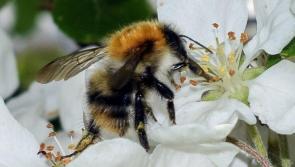Donegal landowners invited to create a &lsquo;Hare&rsquo;s Corner&rsquo; for nature