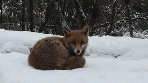Watch: Animals at Wild Ireland enjoying snowfall in Donegal
