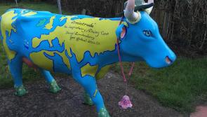 An &lsquo;udderly&rsquo; fantastic result as Ermitrude finds a new home in Donegal