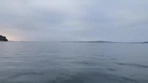 WATCH: RNLI Lough Swilly volunteers capture beautiful Donegal dolphins on film