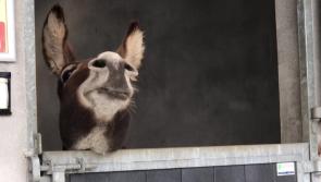 WATCH: Donegal Donkey Sanctuary in need of donations to feed and home their donkeys this Christmas