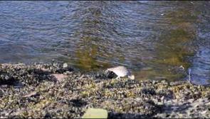 WATCH: Curlew stops off for breakfast on the banks of a Donegal river