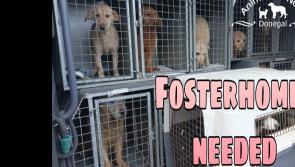 Donegal Animals in Need column: Cat and dog foster homes required 