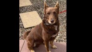 Helping Stray pets to get back home - some timely Animals in Need advice