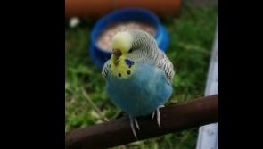 Animals in Need: The Dangers of ‘Free to Good Homes’ adverts