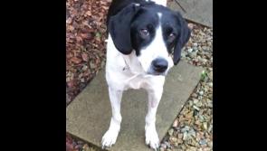 Happy Ending for Christmas Day Rescue Dog Dee - Donegal Animals in Need 

