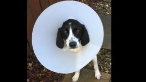 Donegal dog rescued on Christmas Day recovering from surgery
