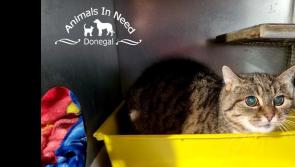 Special Donegal home sought for Cheeky the blind Cat - Animals in Need weekly column