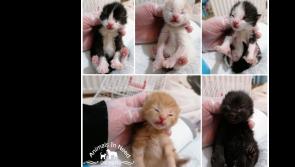 Donegal Animals in Need Column: Kittens being nursed after mother developed septicaemia 