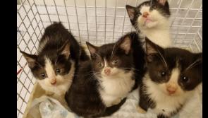Little kittens dumped in Donegal forests in two separate incidents - Animals in Need 
