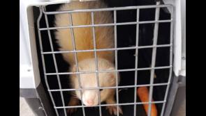 Friendly Ferret found in Letterkenny - Donegal Animals in Need 