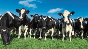 Retirement scheme must result in higher numbers of young active farmers