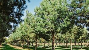 Gardening column: Privacy and beauty &mdash; the benefits of mature trees