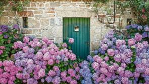 In the Garden with Jo: A new lease of life for the old favourite hydrangea