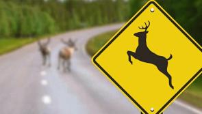 Have your say - public consultation on deer management launched