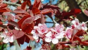 Gardening: The last pick of the rootballed crop