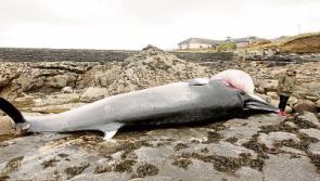 Dead whale washed ashore at Creevy attracting interest