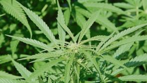 Cannabis and speed found during house search