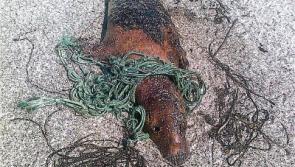 Dead seal washed ashore in Donegal