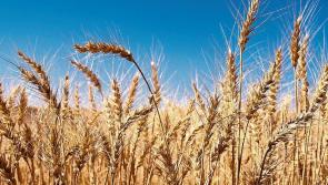 Food security committee to be set up to address grain and fertiliser shortages