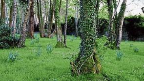 Donegal's forgotten cemetery