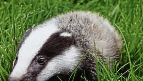 Irish farmers urged to use new badger tracking app to tackle bovine TB