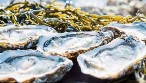 Call for public comment on Donegal oyster farm