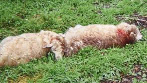 Dog attacks on sheep: could Scottish model be the way forward?