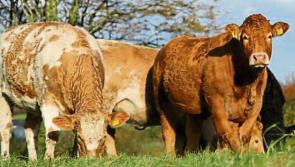 McConalogue welcomes Beef Finishers Payment to compensate beef farmers due to losses from COVID-19 