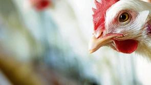 Donegal on high alert as suspected Avian Flu outbreak in Fermanagh under investigation