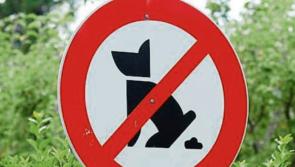 NATIONAL - Woof Justice: Councillor calls for DNA testing of dog foul