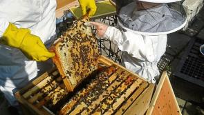 National: Gardaí investigating theft of beehives and native Irish bees