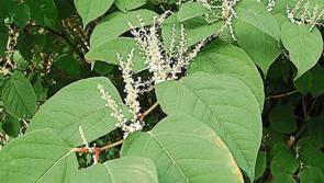 'Massive issue with invasive plant species in Burtonport' - Cllr Marie Therese Gallagher 