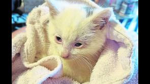 Weekly column - Autumn advice to keep your pets safe - Donegal Animals in Need