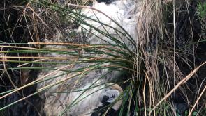 Outrage as sheep found dumped in Falcarragh stream