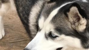 POLL: Do you think dogs should be kept off Donegal Blue Flag beaches?
