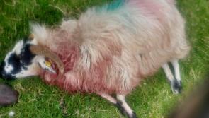 Councillors call on dog owners to act responsibly following sheep kill