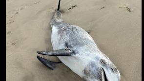 Dolphin found on Gaoth Dobhair beach had been stranded 