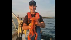 Millions to one odds involved as rare Orange lobster discovered in Donegal Bay! 
