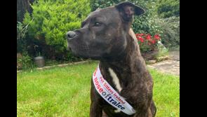 Help the three-legged rescue dog Bono be crowned the Nose of Tralee