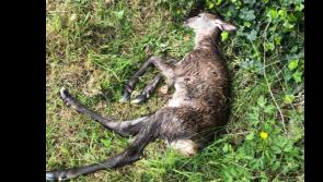 Cathaoirleach of Glenties Municipal District is calling for deer cull