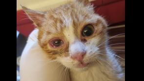 Time for Community Cats Neutering Programmes says Donegal Animals in Need 