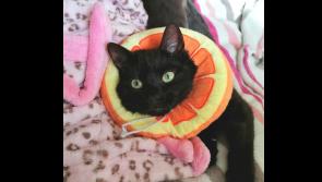 Appeal for new fosterers for rescued cats and dogs from Animals in Need 