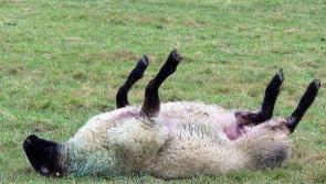 Public urged to act quickly if sheep is lying on its back 