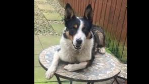 Stray Dogs and the law guidance from Donegal Animals in Need 