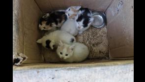 Shocking discovery of box of Kittens dumped at end of laneway
