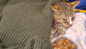 Keeping Donegal pets safe during the Stormy Season